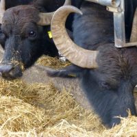 How to Visit a Buffalo Mozzarella Farm in Italy