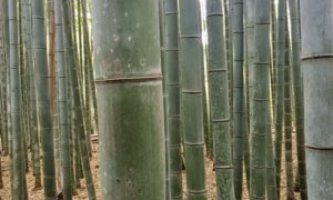 How to visit the Kyoto Bamboo Forest (with detailed directions)