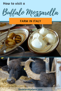 How to visit a buffalo mozzarella farm in Italy