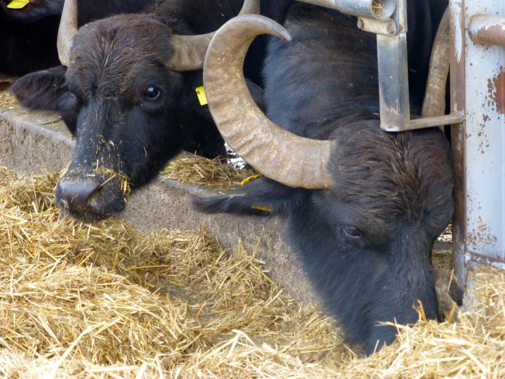 Barlotti Caseificio. Italian Mediterranean water buffalo. Buffalo farm in Paestum, Italy.
