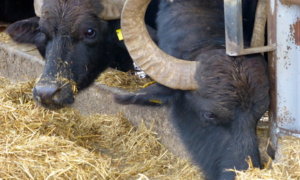 How to Visit a Buffalo Mozzarella Farm in Italy