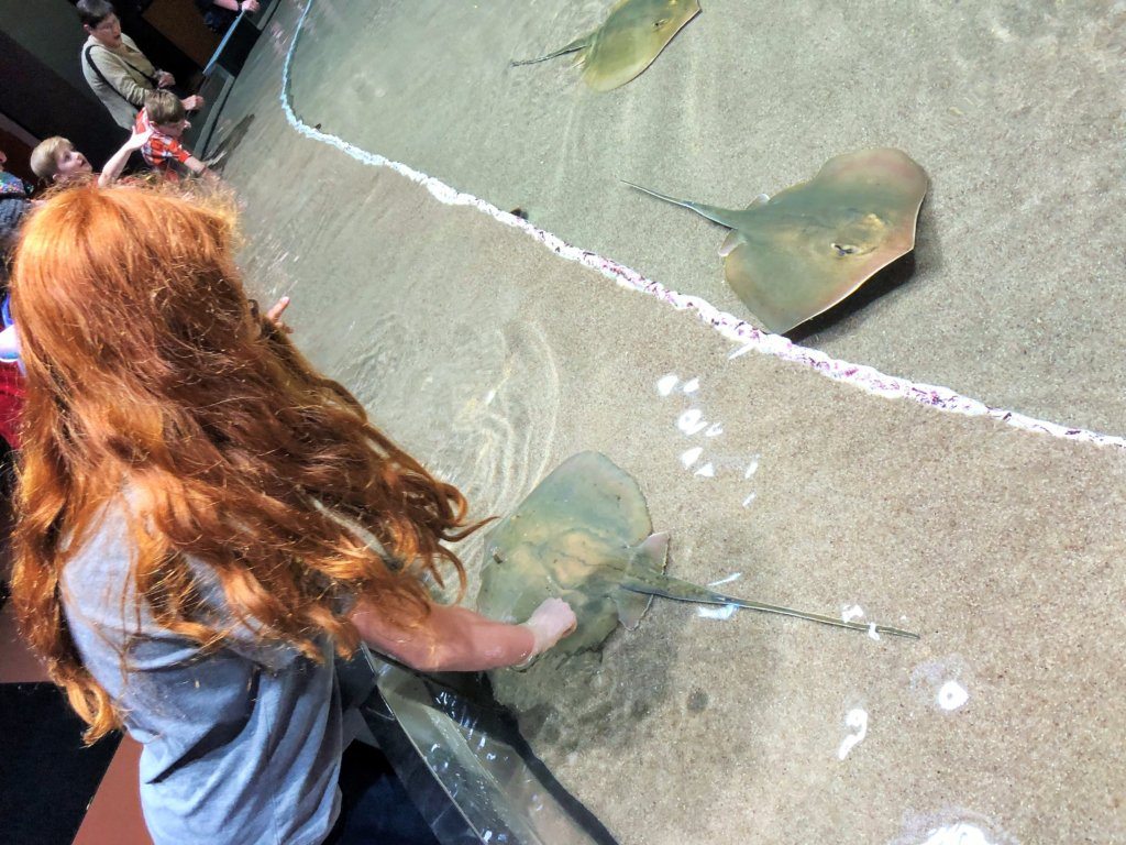 Georgia Aquarium, Touching Pool, Atlanta,GA