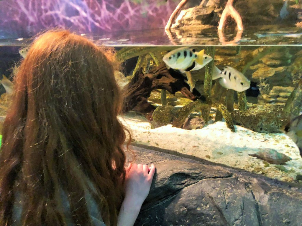 Georgia Aquarium, Atlanta, River Scout Section.