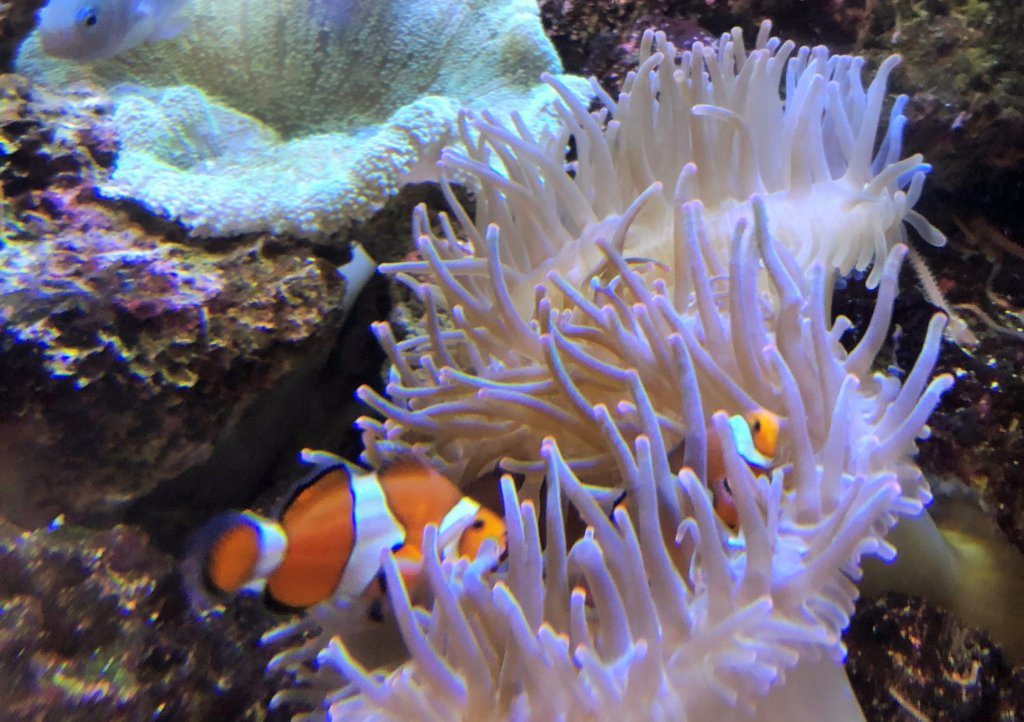 Georgia Aquarium, Atlanta. clown fish, clown anemonefish