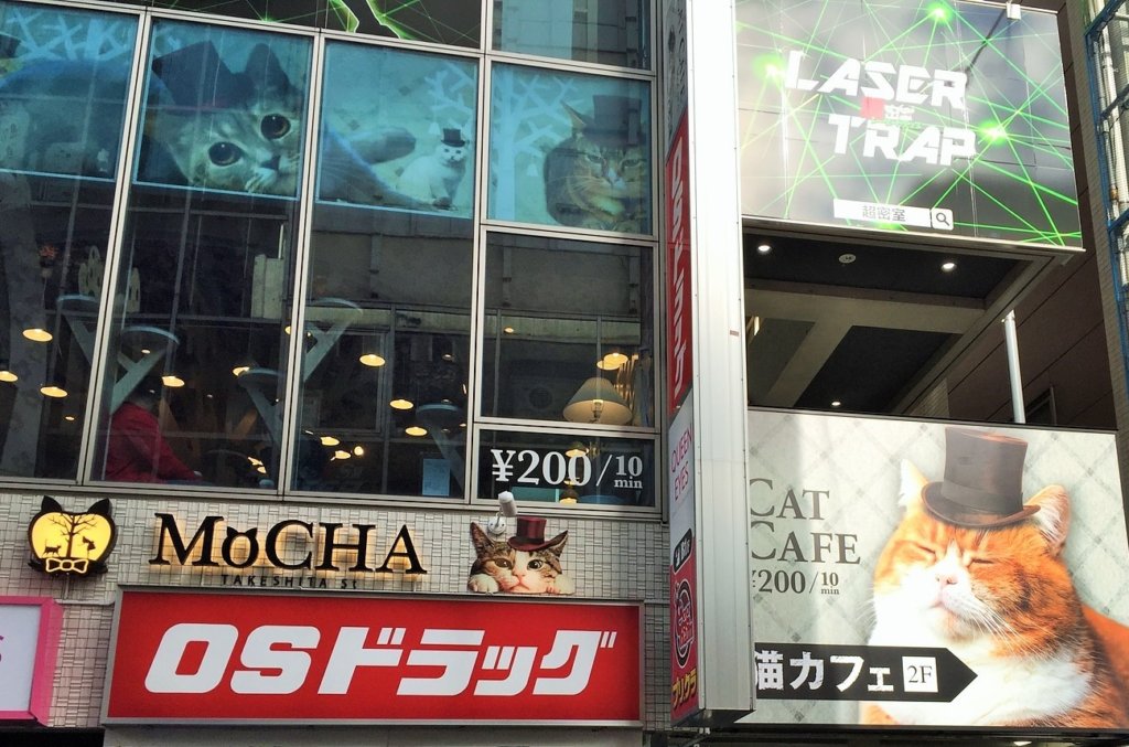 Cat cafe, Harajuku, Tokyo, Japan