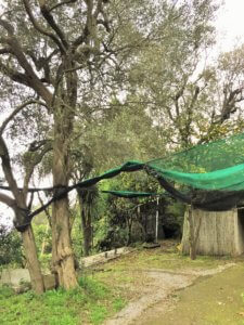 nets used during harvest at Frantoio Gargiulo olive oil tour and tasting in Sorrento, Italy