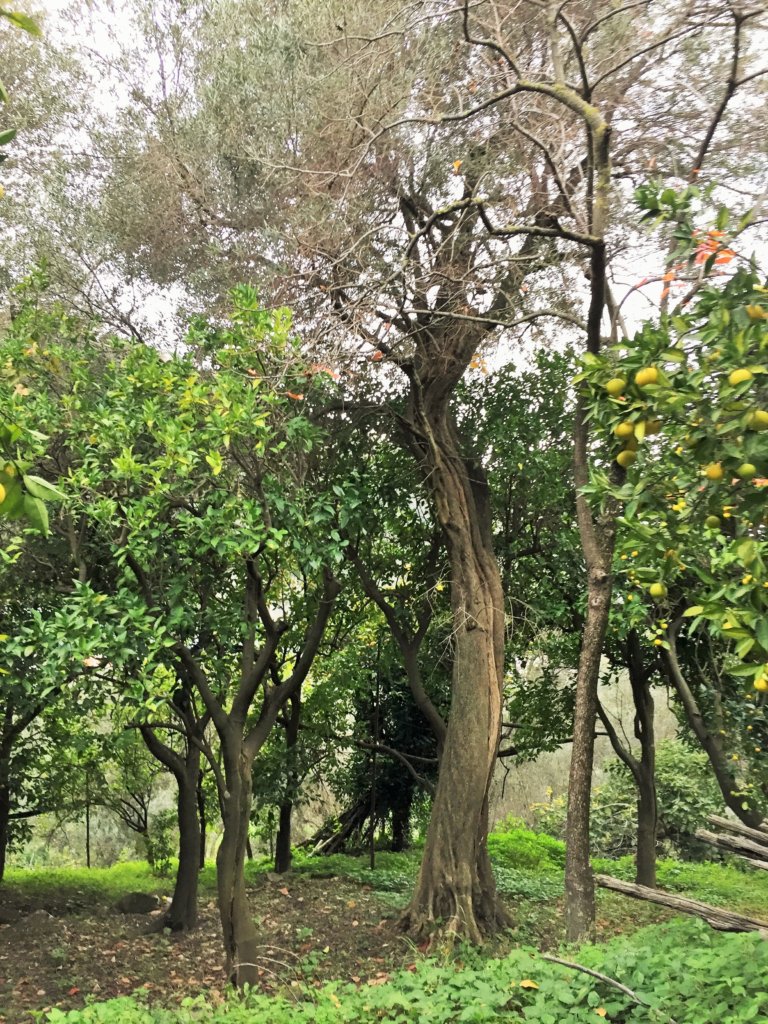 A Visit to an Olive Oil Mill in Southern Italy