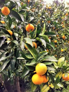 Oranges at Frantoio Gargiulo olive oil tour and tasting in Sorrento, Italy