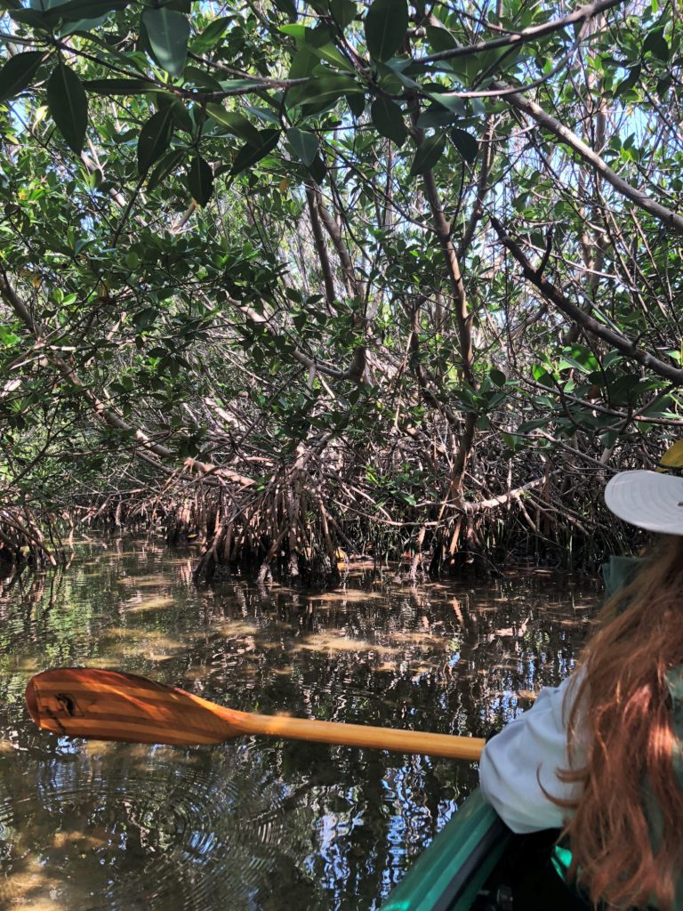 Kayak in natural paths through mangroves