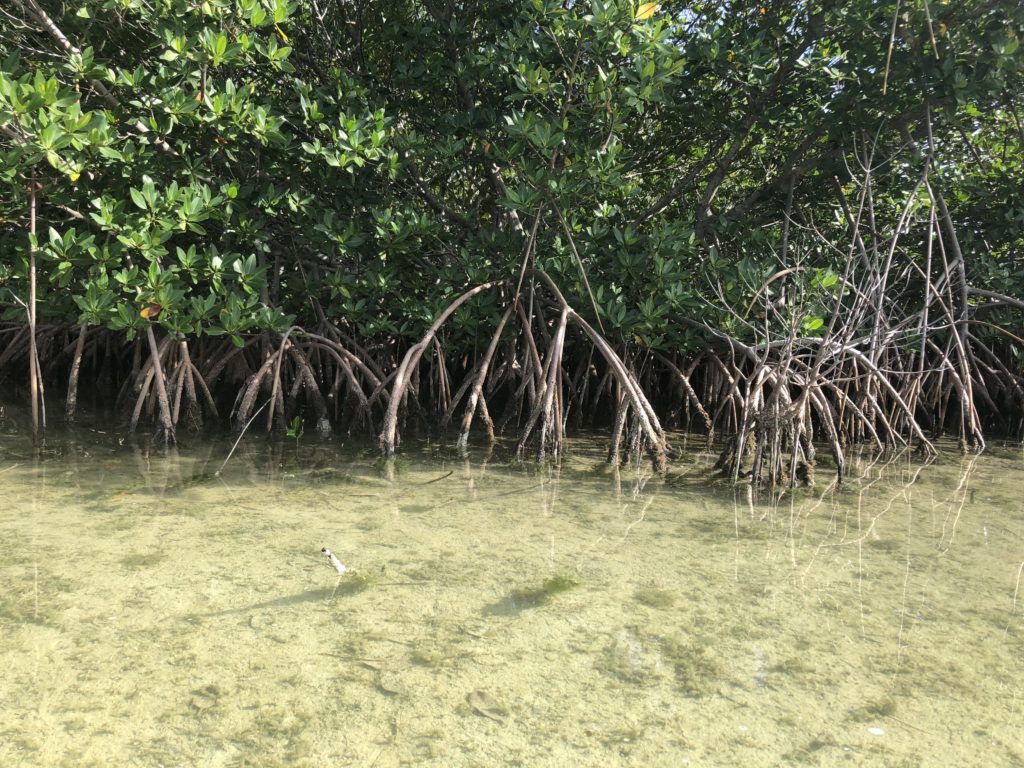 mangroves look like trees on stilts.