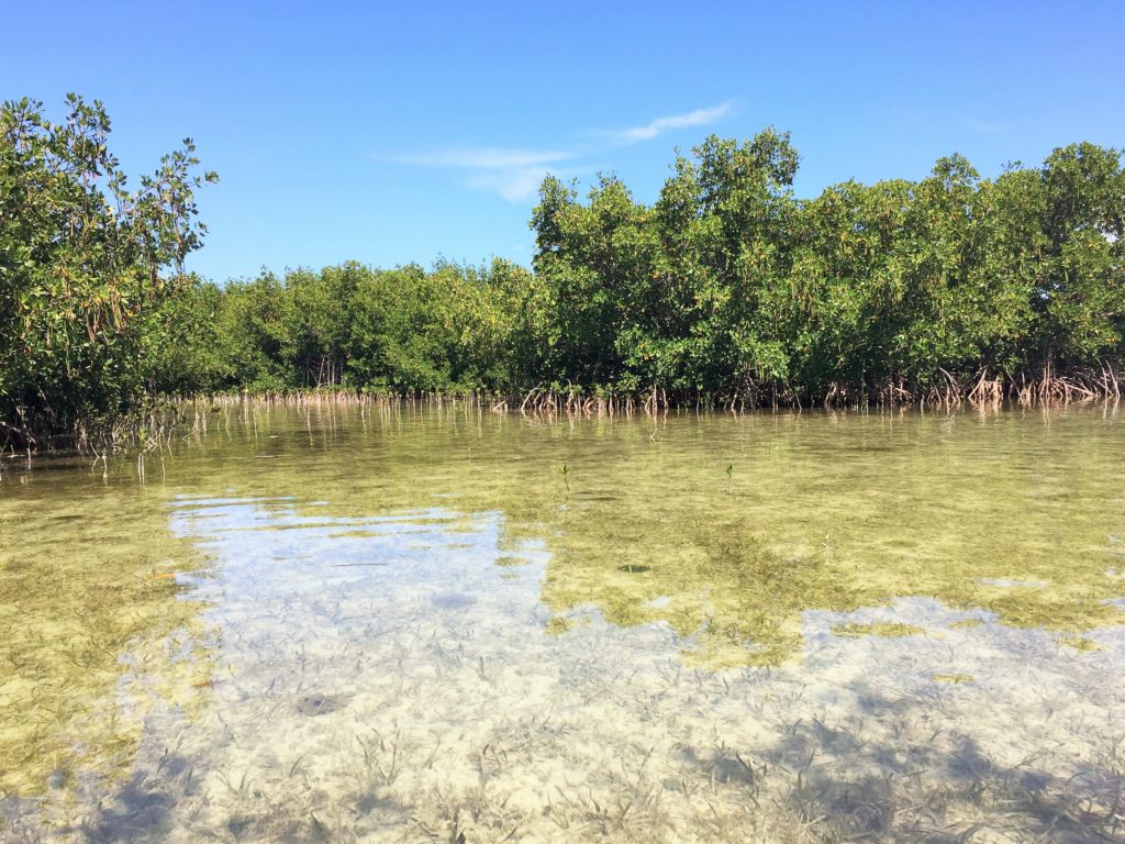 Mangroves in Tavernier, Florida--Upper Florida Keys