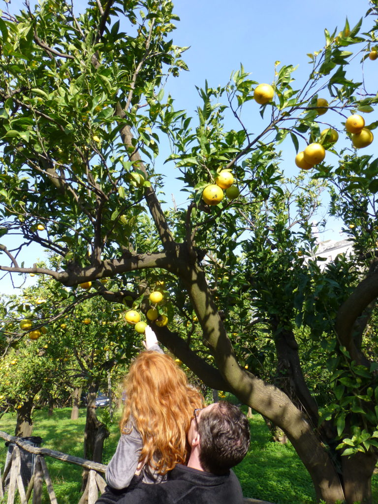 Lemon trees in the center-of-town lemon grove.